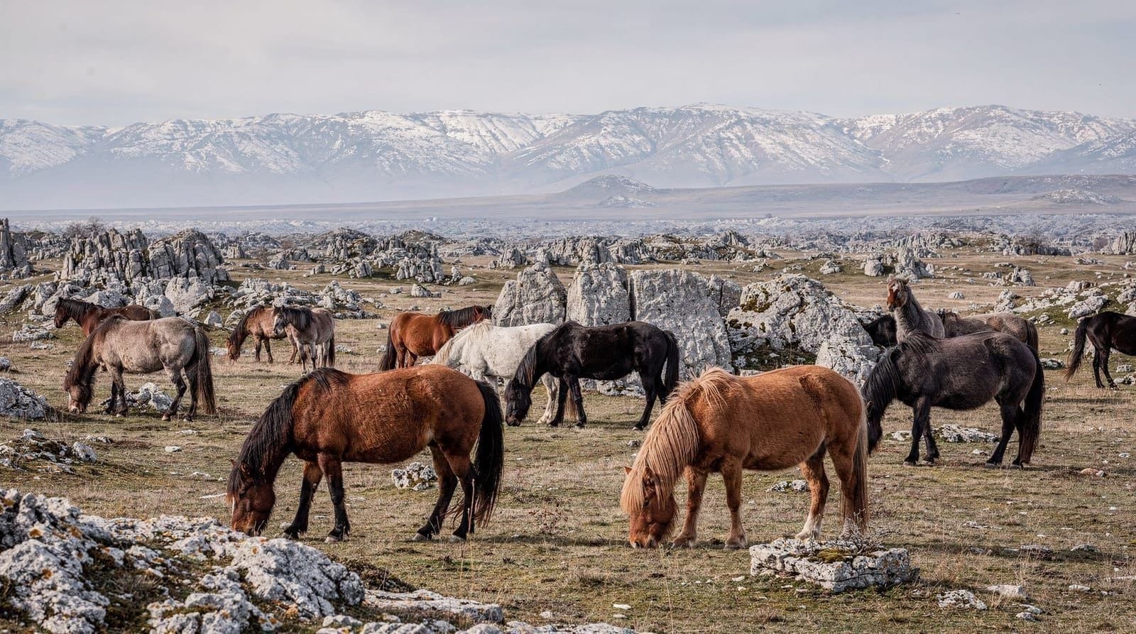 Livno y sus caballos salvajes